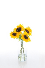 June Houseplant of the month - Sunflower