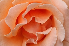  Flowers  in Living Coral Pantone Color of the Year 2019